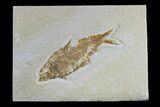 Detailed Fossil Fish (Knightia) - Wyoming #165865-1